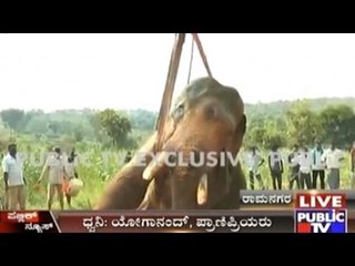 Ramanagar: Wild Elephant Siddha In Miserable Condition