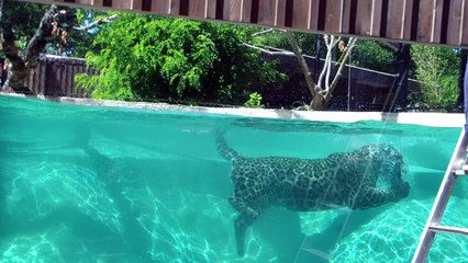 Pessac (33) : deux nouveaux jaguars au zoo