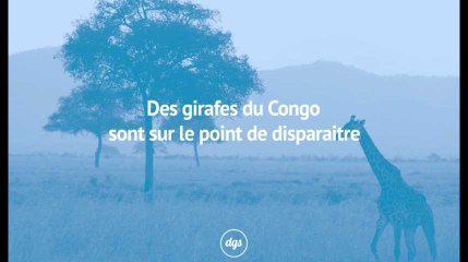 Des girafes du Congo sont sur le point de disparaitre