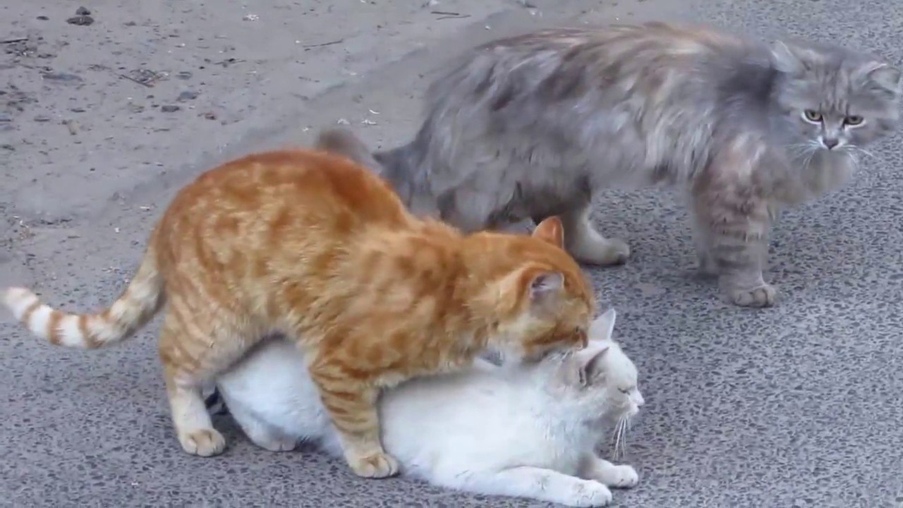 Grupo de apareamiento de gato asombroso