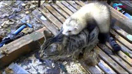 Enamoramiento del hurón en amor