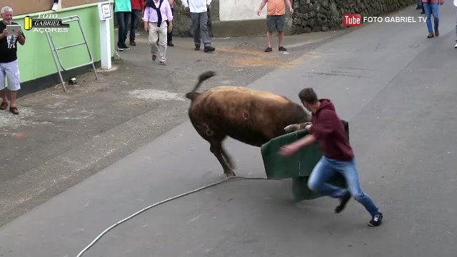 Taureau vs Homme qui filme avec son iPad Terceira