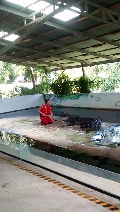 Il met sa tête dans la gueule d’un crocodile