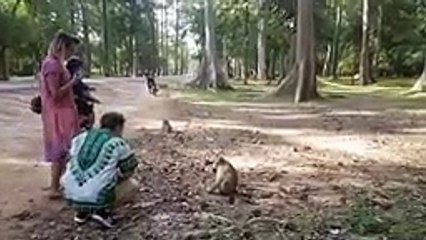 Funny Monkey With Tourist Girl Near Wild Angkor Wat