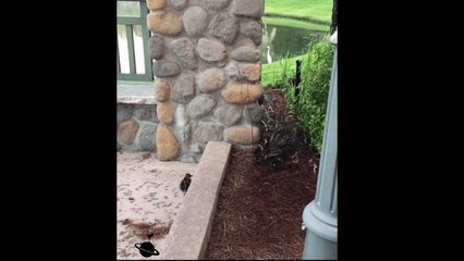 Yavru Ördeğin Çaresizliği