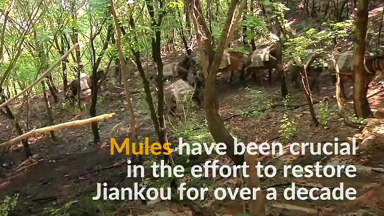 Breaking News Restoring China's Great Wall with the help of mules