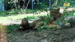 Zoo de Thoiry : les lionceaux triplés font leur première sortie