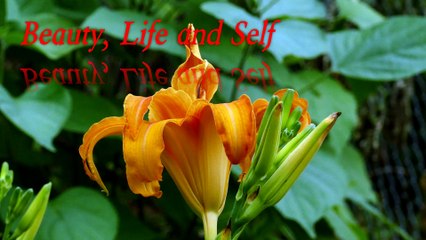 Backyard: Lessons in learning to respect Self