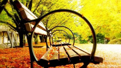 The Beautiful colors of Fall new Most beautiful trees HD new