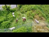 Washington State's Goat Weed Warriors Dispatched in Seattle