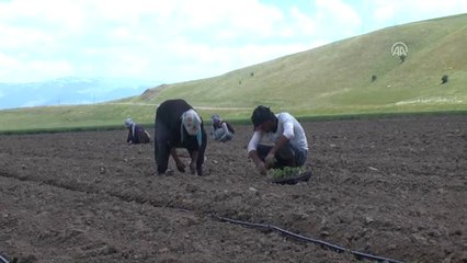 Muş'ta Karpuz Ekimi Başladı