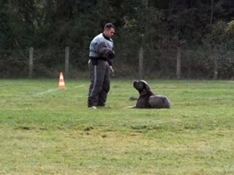 Concours ring st gaudens cane corso defense