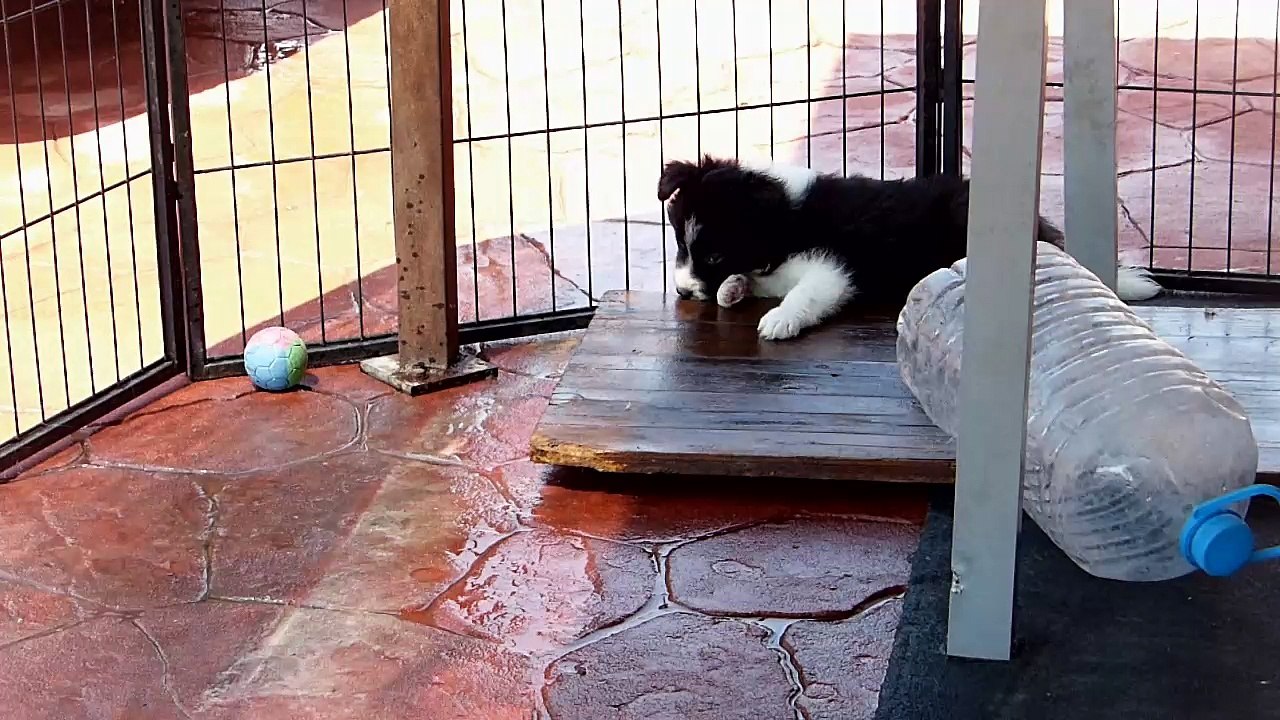 cachorro hijo de Sweet & Wind -   39 dias  de edad - primera salida