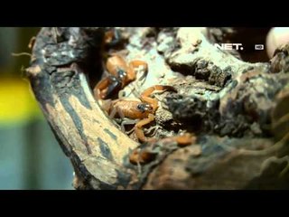 NET12 - Memelihara 50 Ekor Kalajengking