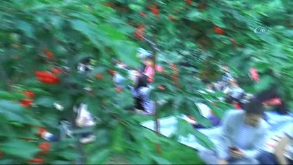 Bağcılarlı Vatandaşlar Kiraz Bahçesinde Oruçlarını Açtı