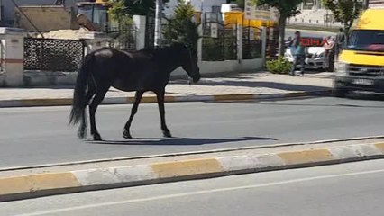 Esenyurt'a Caddeye Inen Başıboş At Trafiği Tehliye Soktu
