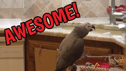 Egotistical parrot is awesome and sweet
