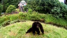 Comment réagissent les chimpanzés quand ils se voient dans le miroir