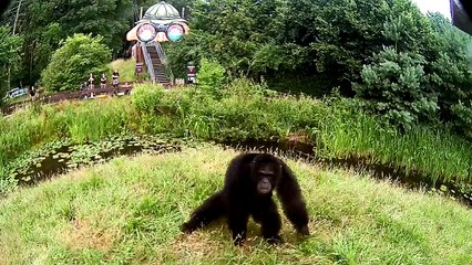 Comment réagissent les chimpanzés quand ils se voient dans le miroir