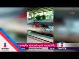 Cocodrilo ataca al entrenador | Noticias con Yuriria Sierra