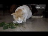 NET17 - Akar kucing atau anting-anting merupakan tanaman favorit kucing