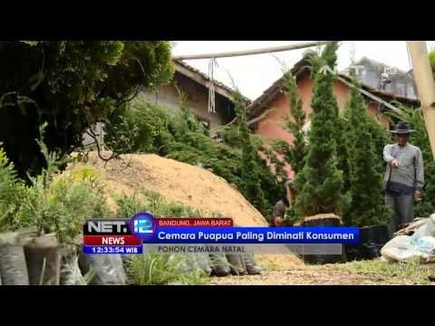 NET12 - Penjualan pohon cemara hidup di Depok dan Bandung menurun drastis