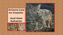 Will a Coyote ATTACK Coyote Behavior and Arizona Coyote La