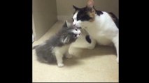 Kittens Talking and their Moms Compilation _ Cat mom hugs baby kitten