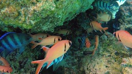 STACO FEAT CARLA - PARADISE (CHILL OUT ENERGY REMIX)