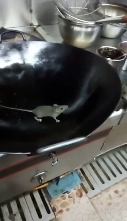 Funny Rat