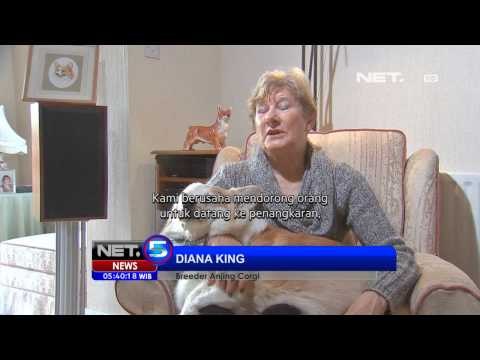NET5 - Anjing trah asli Inggris semakin langka