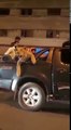 Karachi Alerts - Lion spotted on street near Karimabad Karachi Pakistan