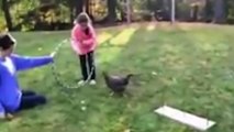 Funny Chickens 2017  [Funnysdfsdf32423 Pets]