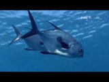 NET12 - Serangan ikan buas sejenis piranha - Argentina