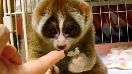 The Culi Feeding_Very Lovely