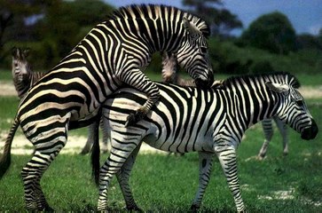 Mejores momentos de Zebras Apareamiento