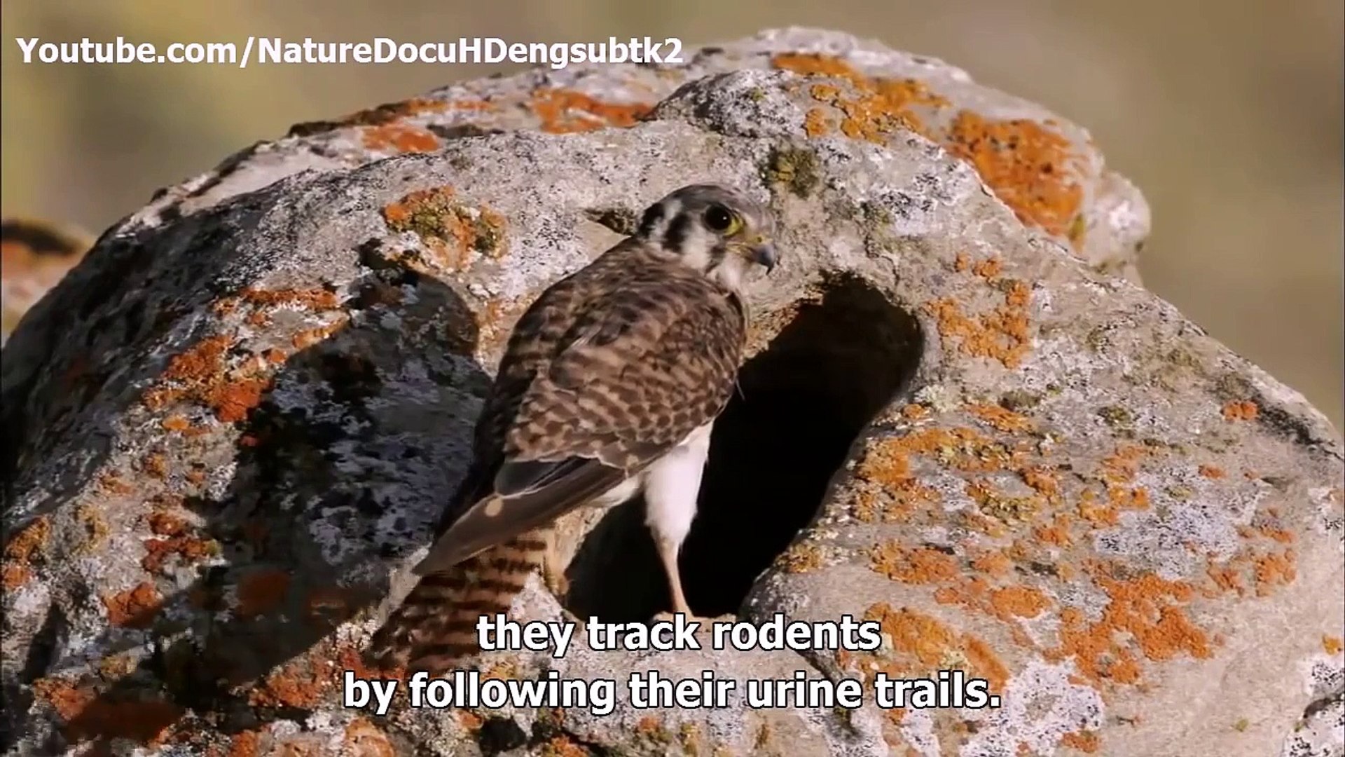 ⁣Animal Planet -  Nature's best architects and builders Animal Homes