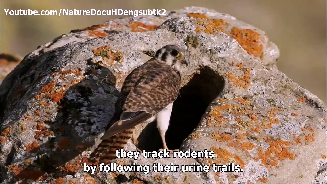 Animal Planet -  Nature's best architects and builders Animal Homes