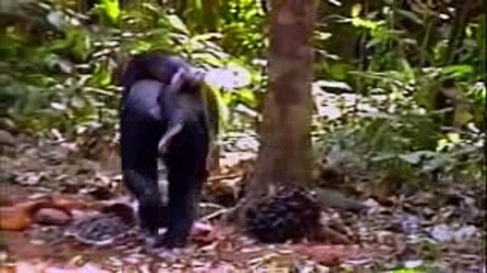 ⁣Animal Planet -  The great Apes (Our closest relative in the Animal Kingdom)