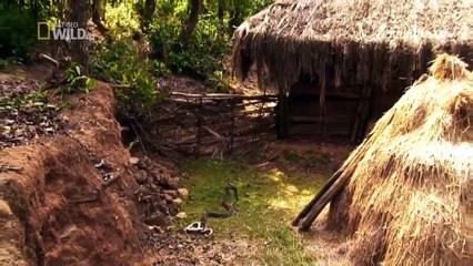 Animal Planet -  The world`s most craziest animals