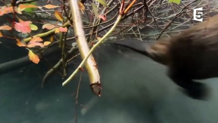 Le castor transforme complètement le paysage - ZAPPING SAUVAGE-84h3h6flTAQ
