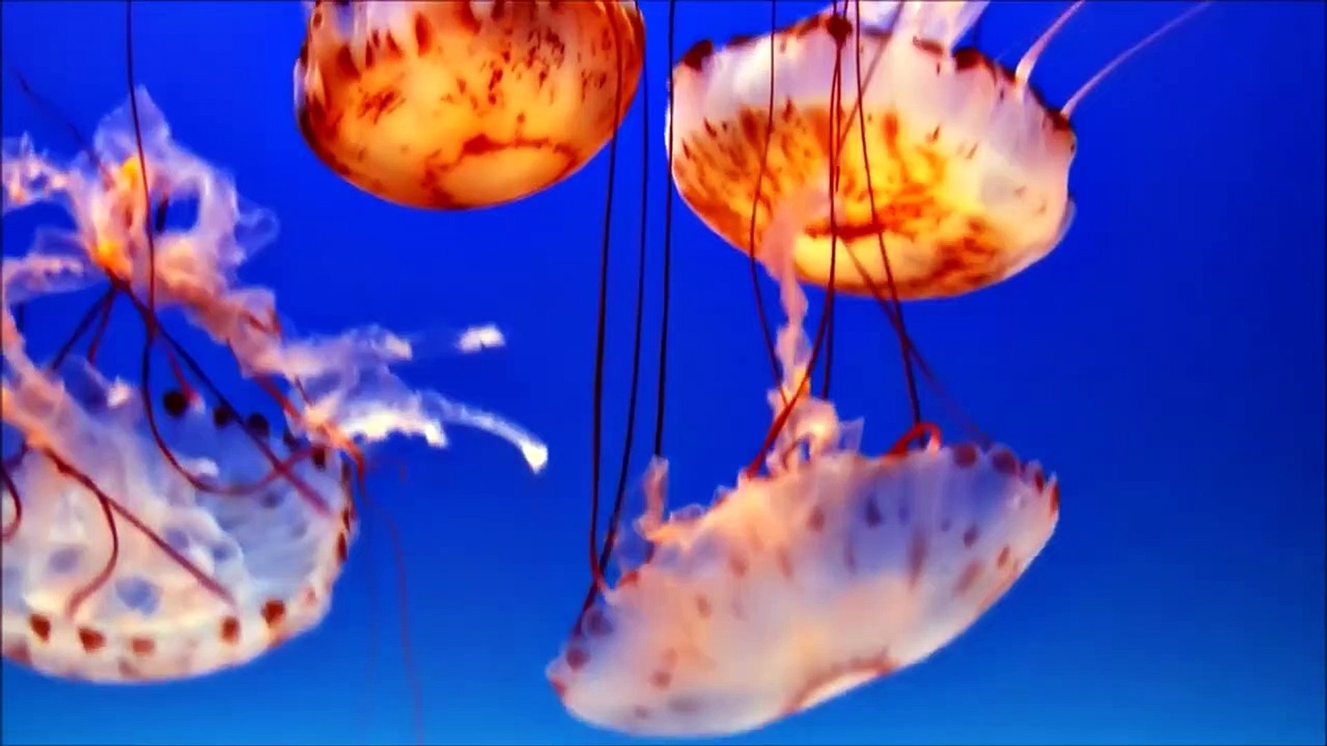 All About Jellyfish for Kidsfor Children - FreeSchoo