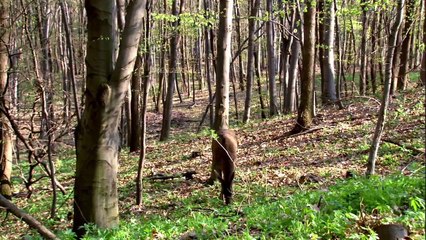 Robin Hood S01E01 Will You Tolerate This