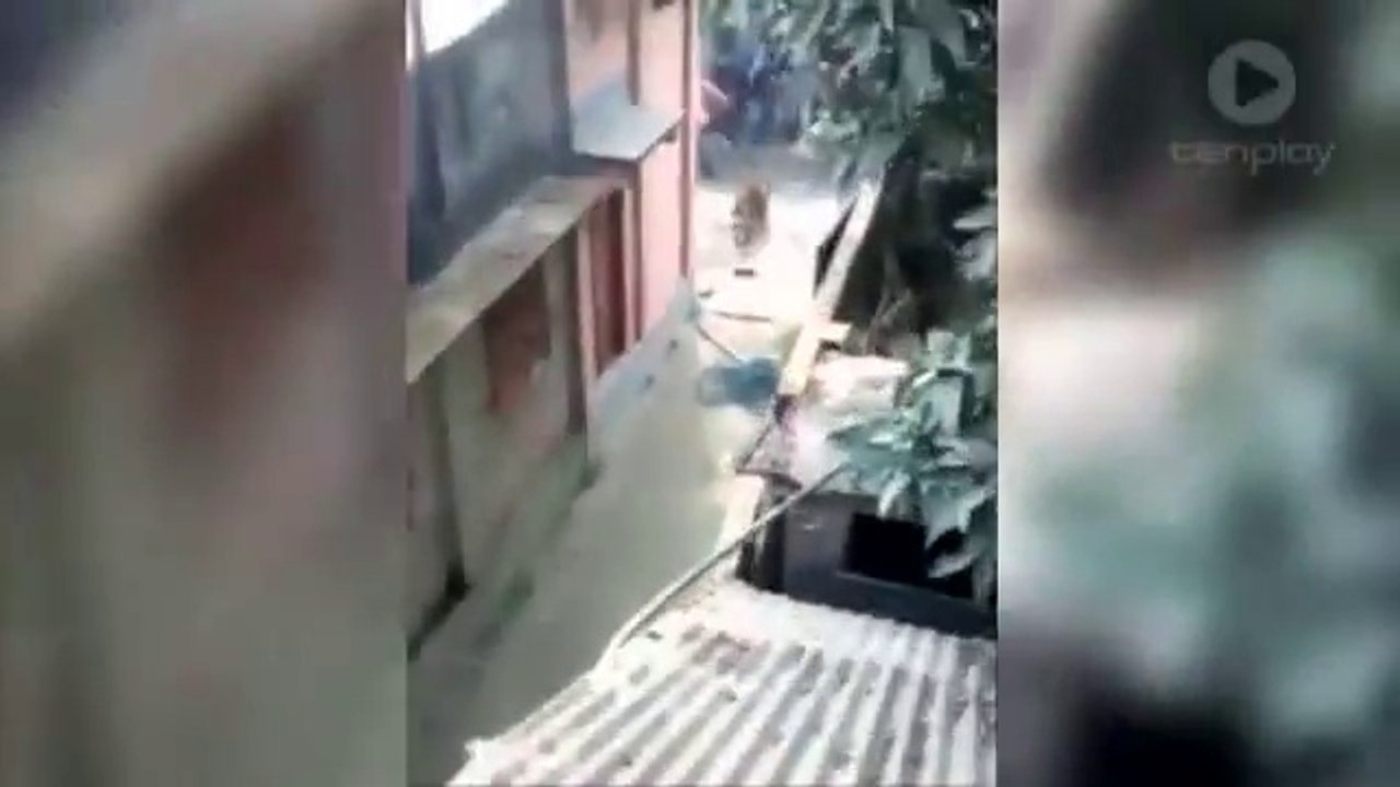 HORRIFYING ANIMAL ATTACK Wild leopard wreaks havoc  attacking