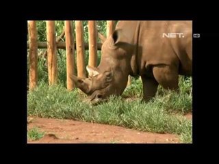 NET5 - Perlindungan badak Zambia