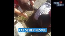 Cat Gets Saved From Sewage Drain Pet Rescue Video 2016 - Daily Heart Beat