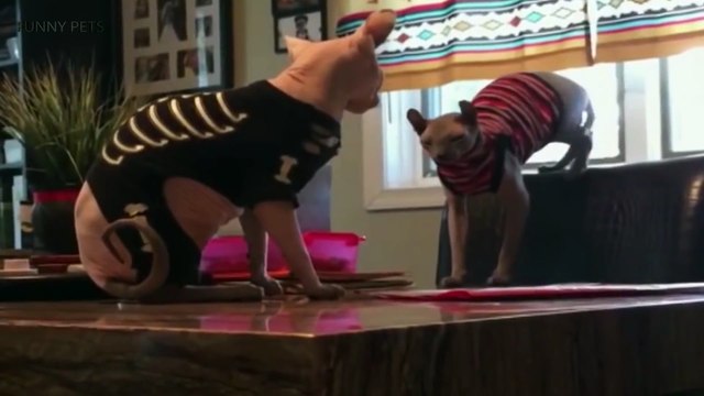 Sphinx Cats Funny Hairless Cats [Funny Pets]