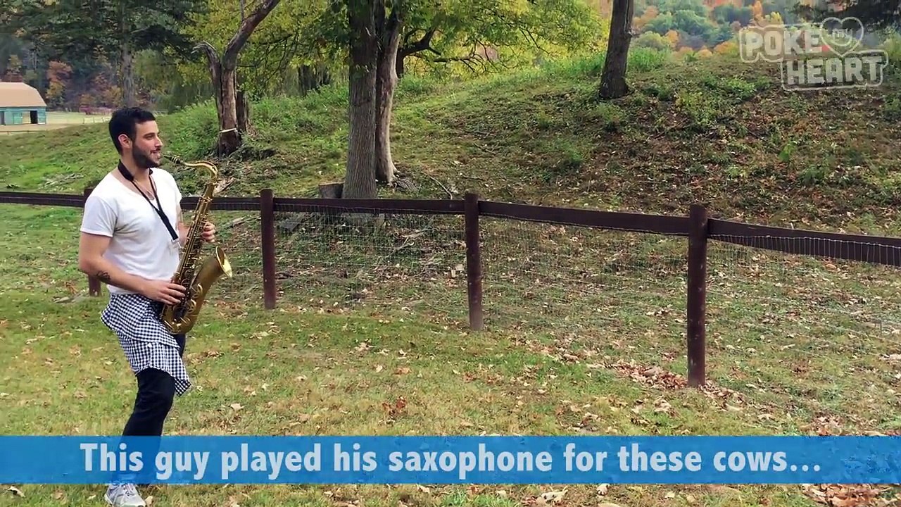 Amazing Guy Plays Saxophone for Cows Pet Video 2017 - Daily Heart Beat