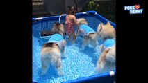 Funny Husky Puppy Pets Play in Pool With Cute Kid Video 2016 - Daily Heart Beat