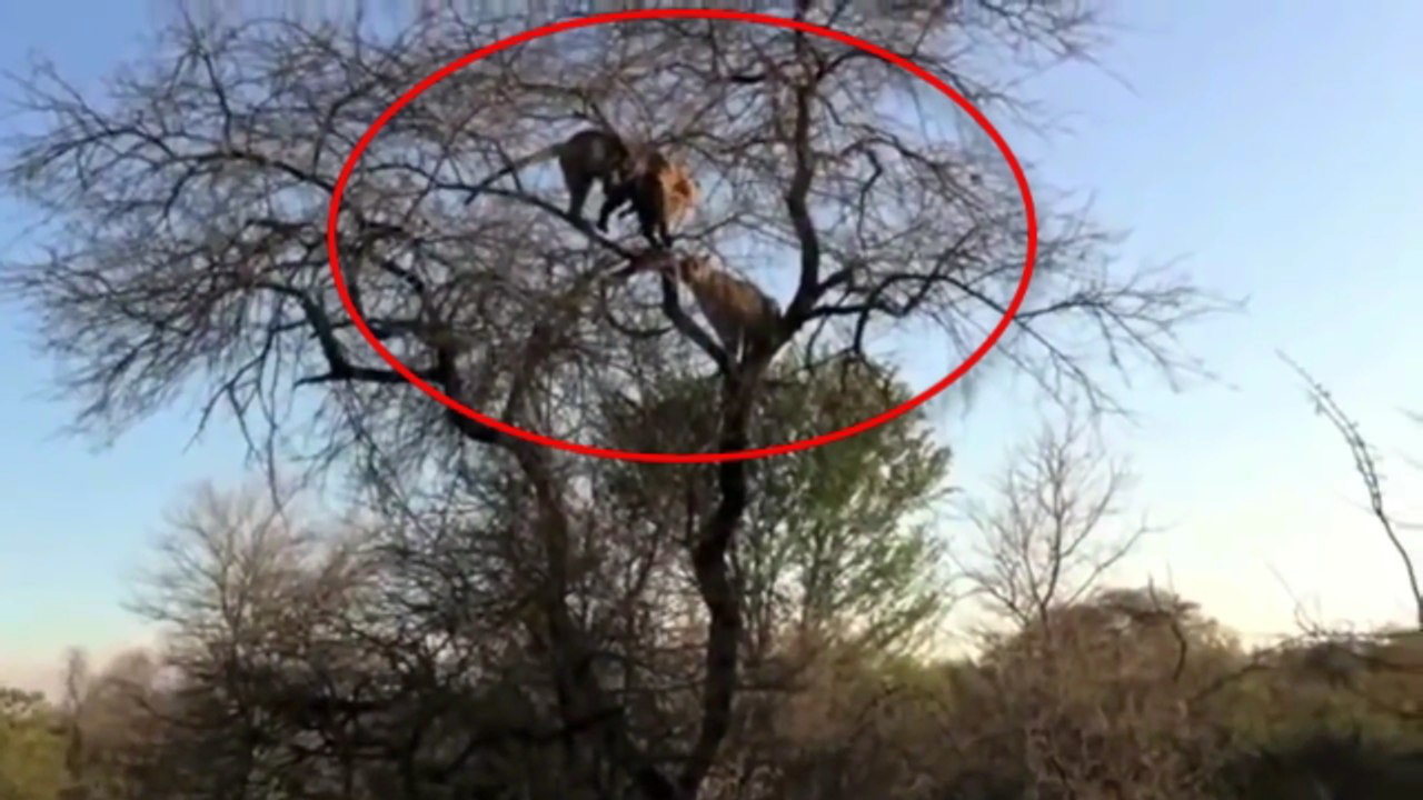 leopard vs hyena. leopard kills hyena